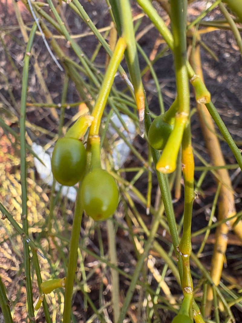 Anthobolus leptomeroides photo 2