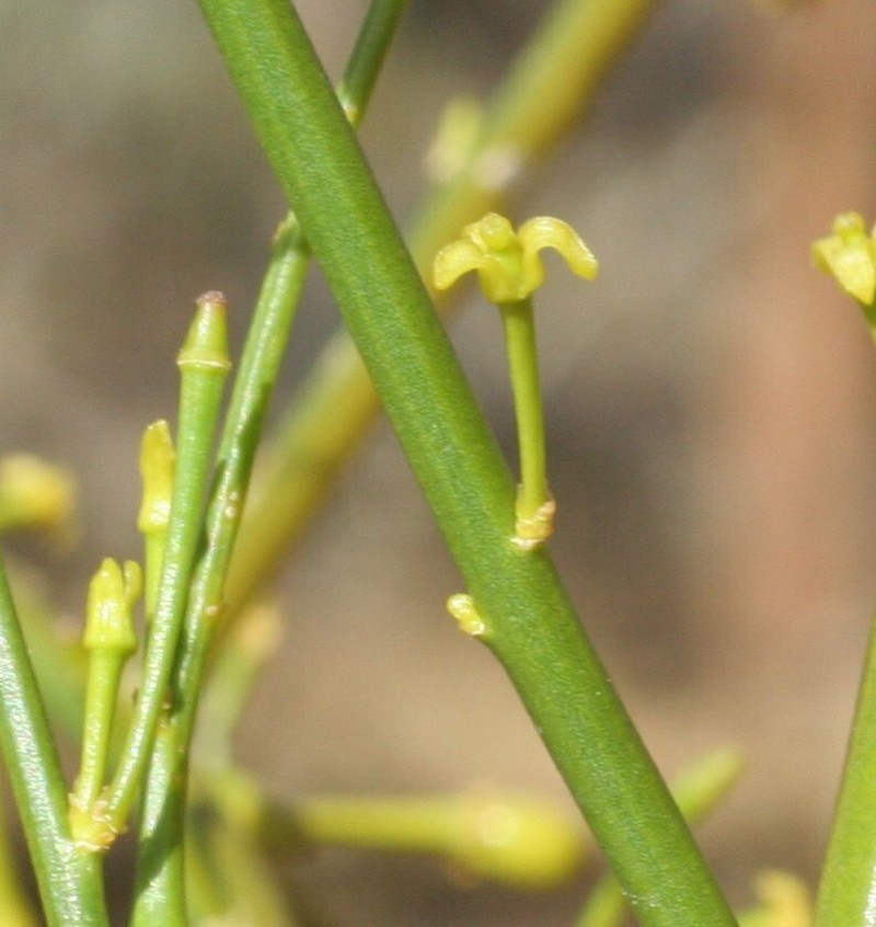 Anthobolus leptomeroides photo 4