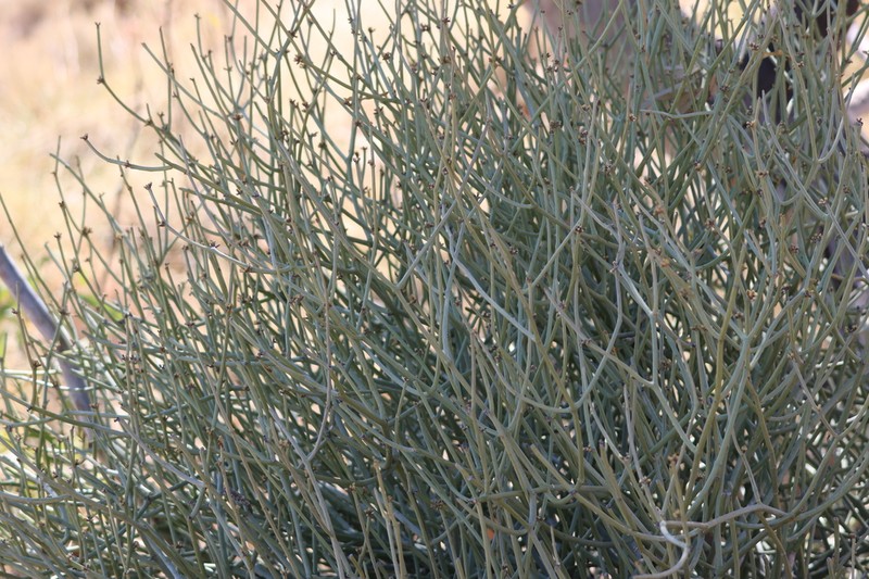 Anthobolus leptomeroides photo 5