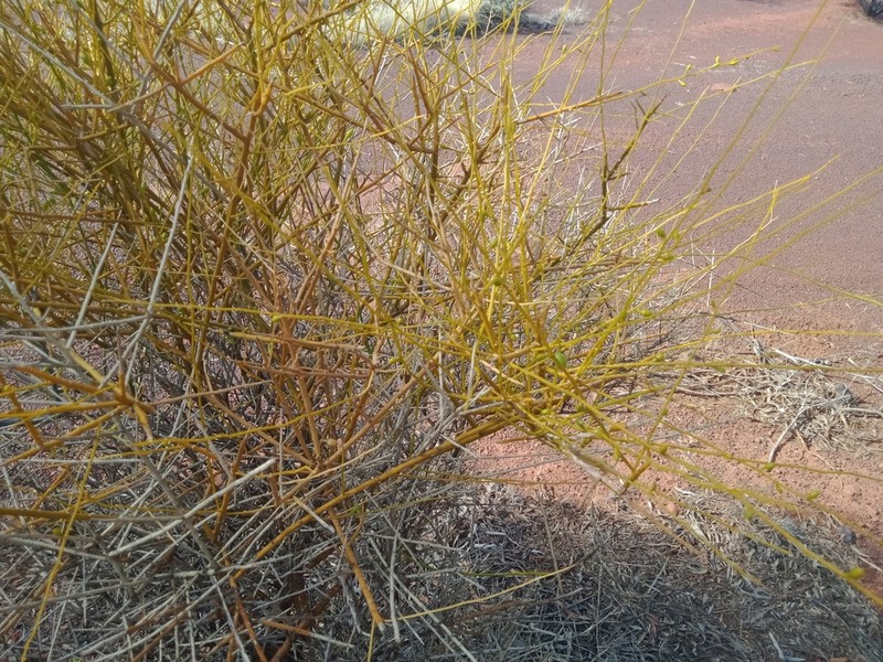 Anthobolus leptomeroides photo 6
