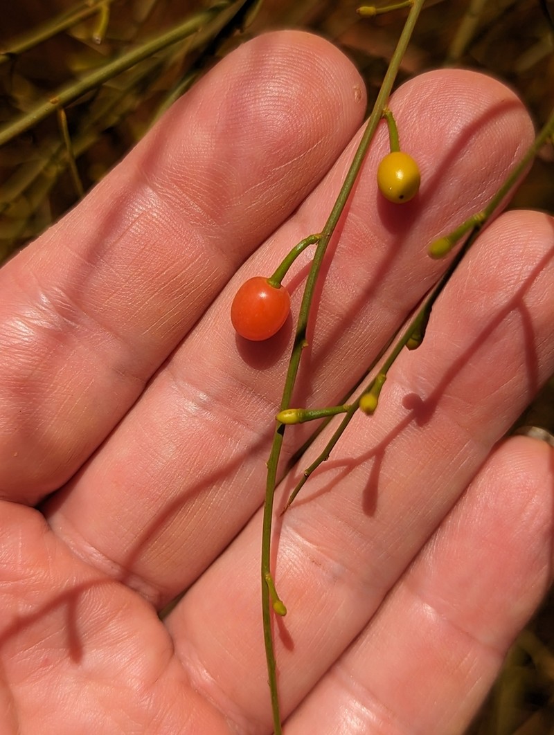 Anthobolus leptomeroides photo 7