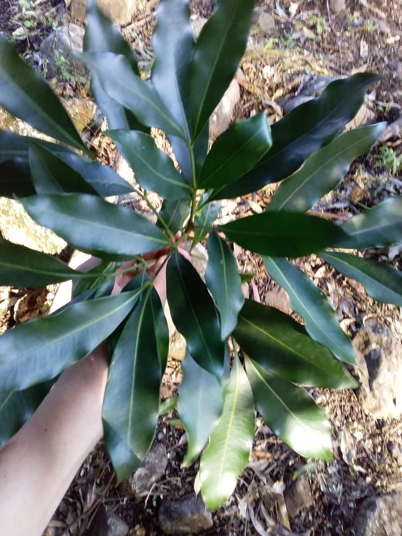 Anthocarapa nitidula photo 2