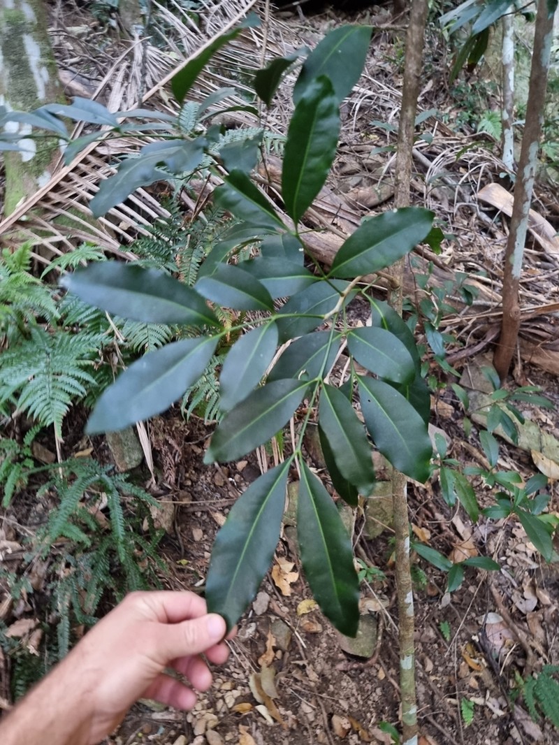 Anthocarapa nitidula photo 3