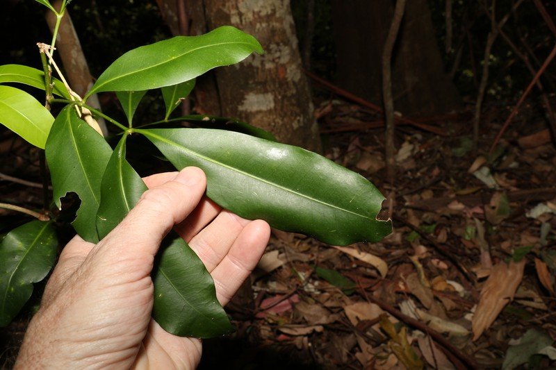 Anthocarapa nitidula photo 4