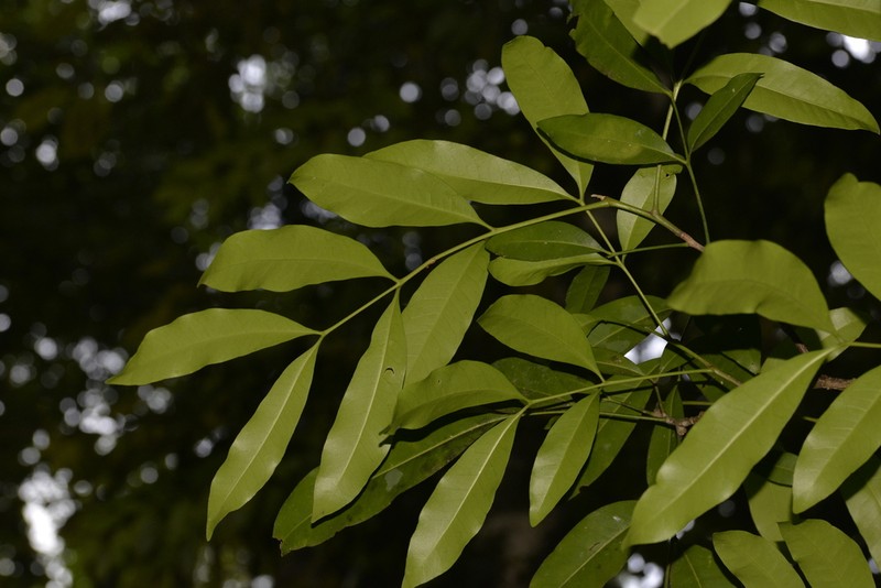 Anthocarapa nitidula photo 5