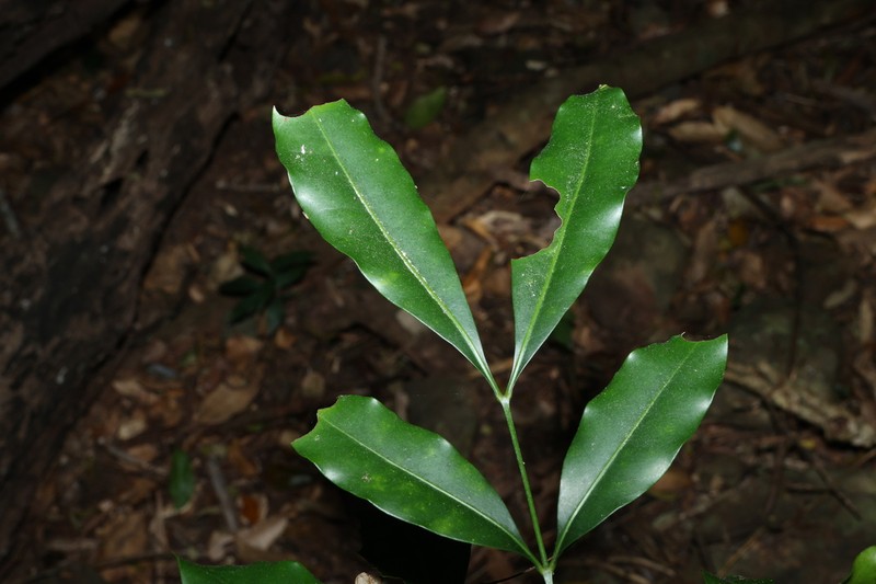 Anthocarapa nitidula photo 6