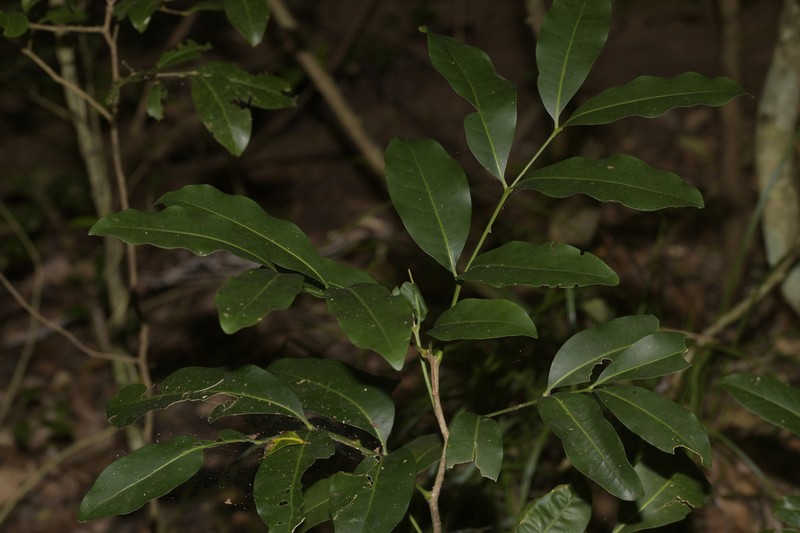 Anthocarapa nitidula photo 7