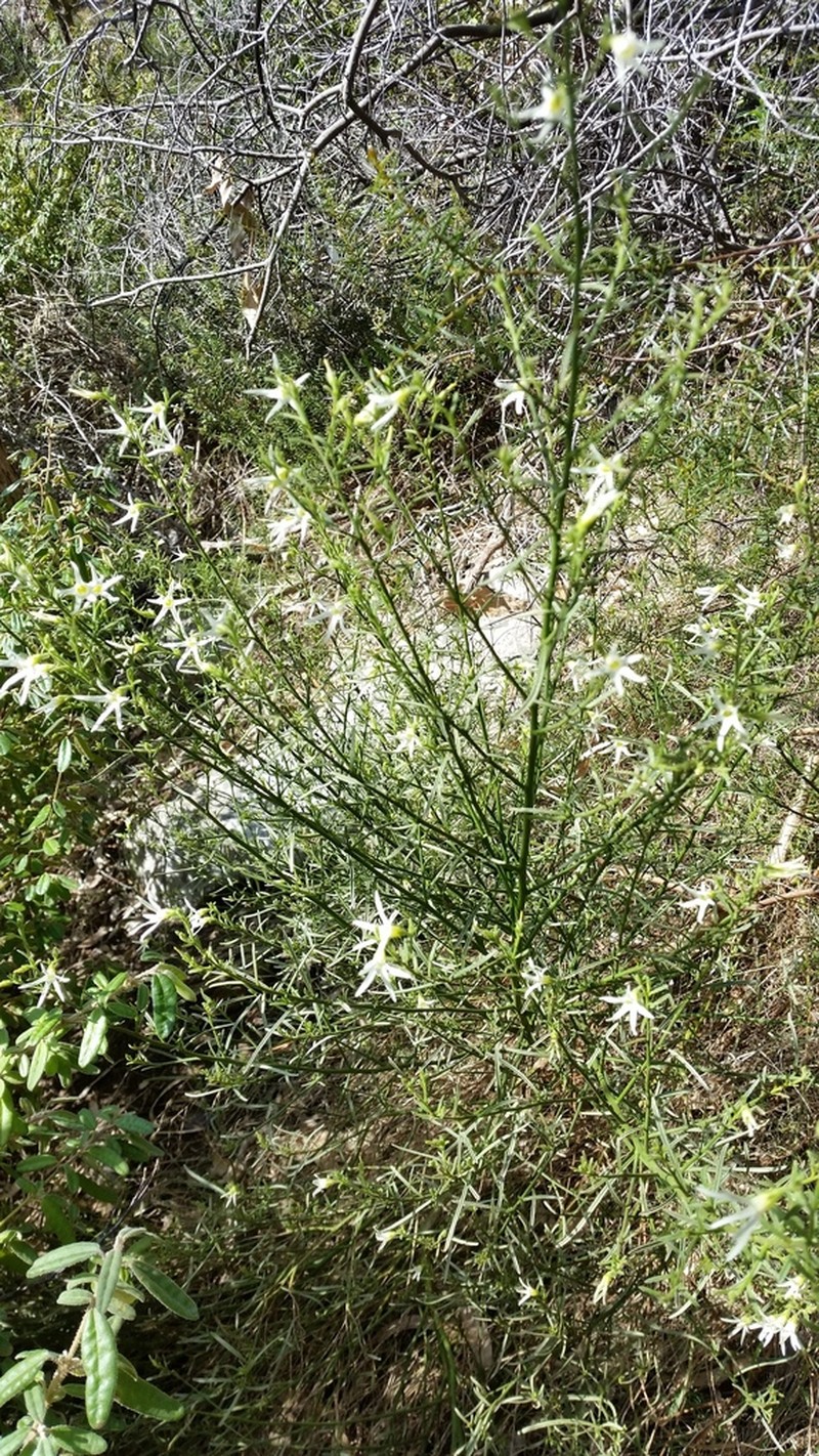 Anthocercis angustifolia