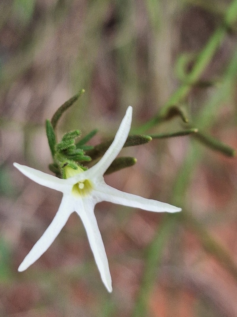 Anthocercis angustifolia photo 2