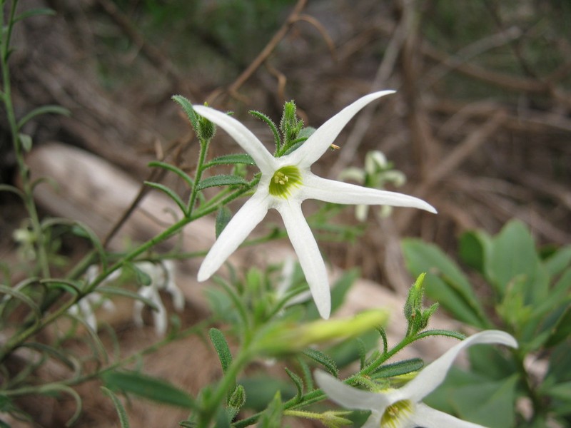 Anthocercis angustifolia photo 3