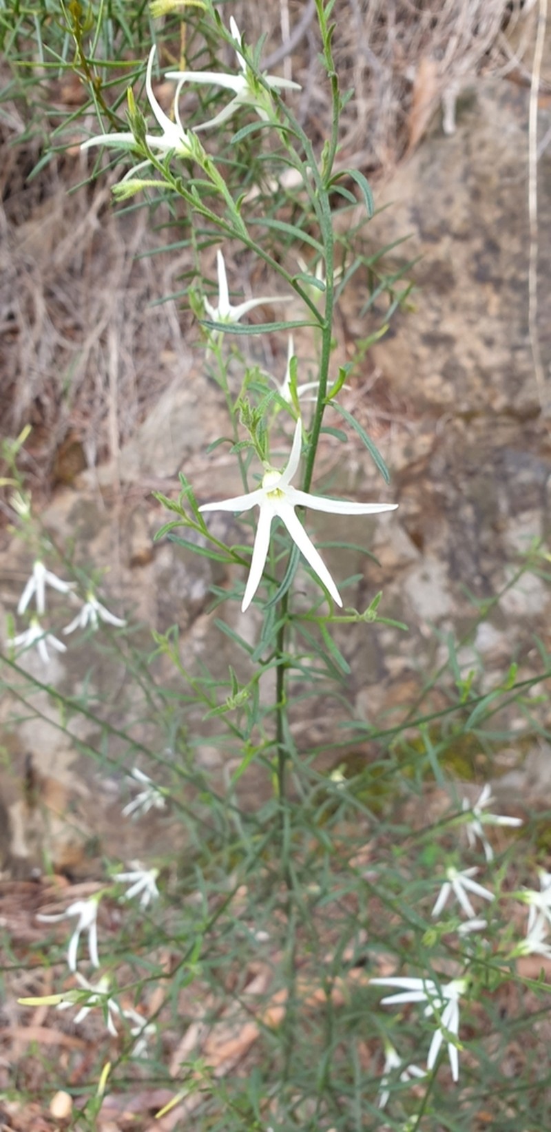 Anthocercis angustifolia photo 4