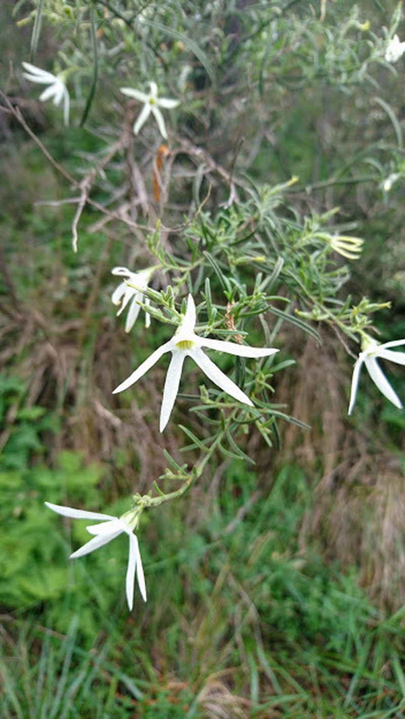 Anthocercis angustifolia photo 5