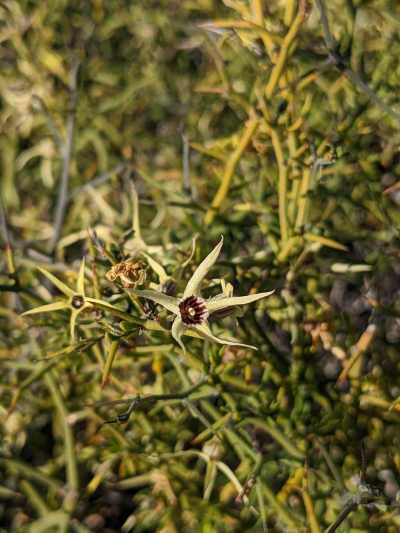 Anthocercis anisantha