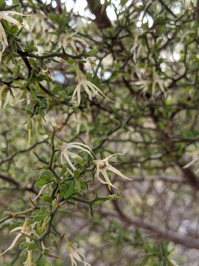 Anthocercis anisantha photo 2