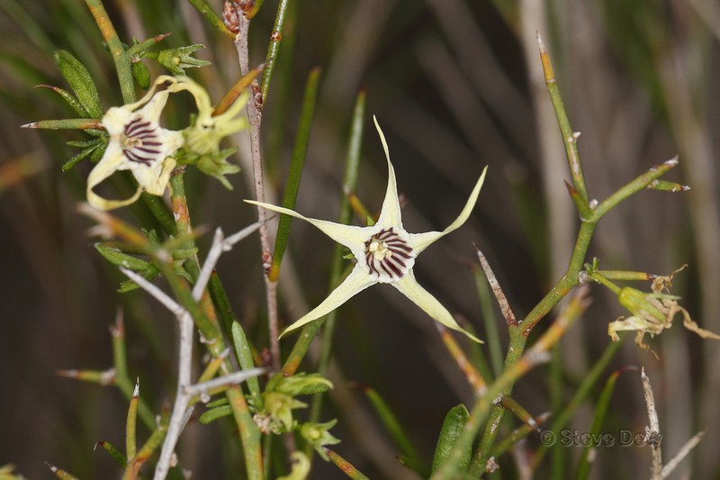 Anthocercis anisantha photo 3