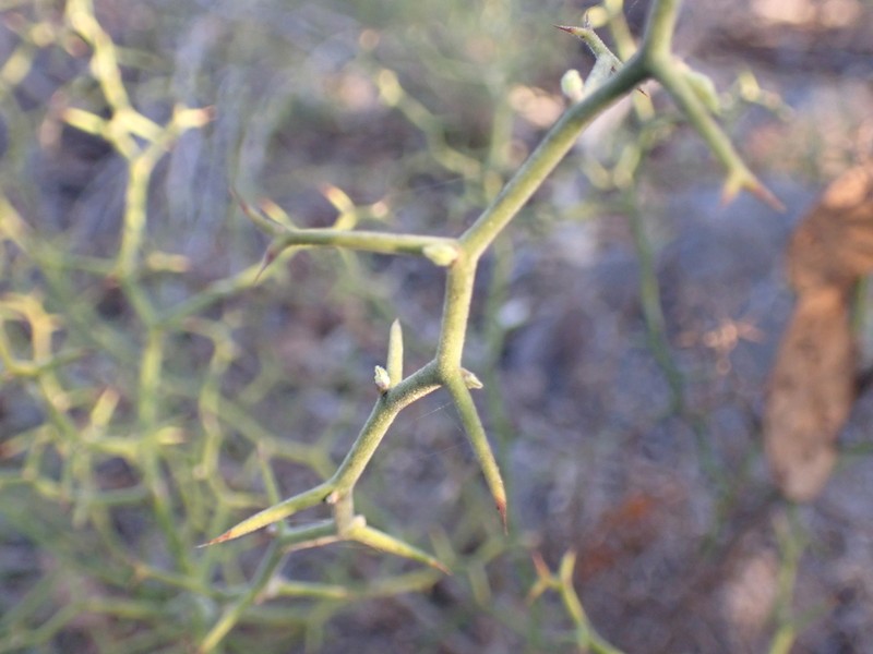 Anthocercis anisantha photo 5