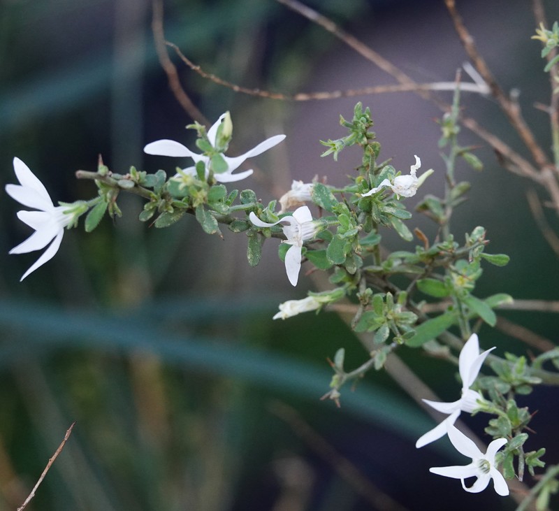Anthocercis anisantha subsp. anisantha