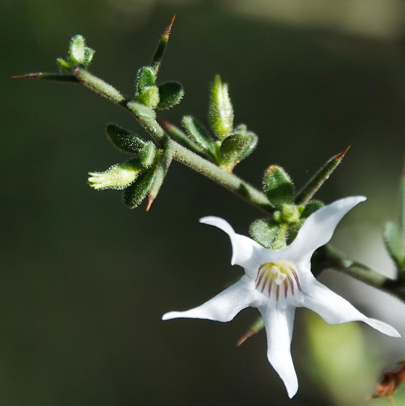 Anthocercis anisantha subsp. anisantha photo 4