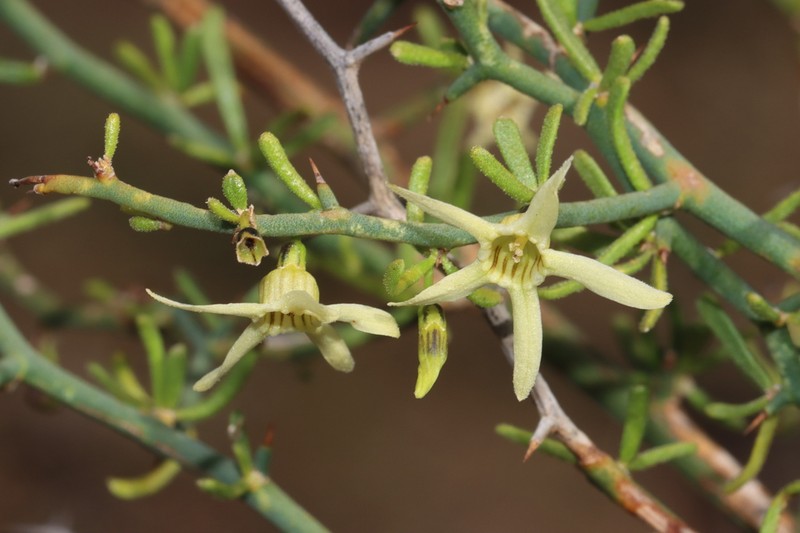 Anthocercis genistoides