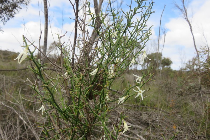 Anthocercis genistoides photo 2