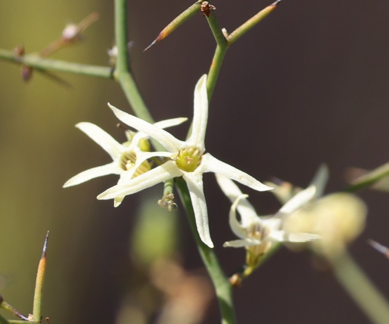 Anthocercis genistoides photo 4