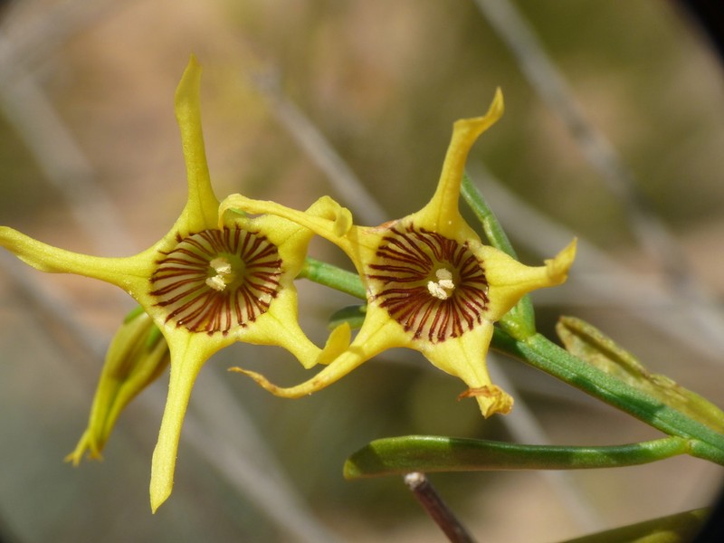 Anthocercis ilicifolia