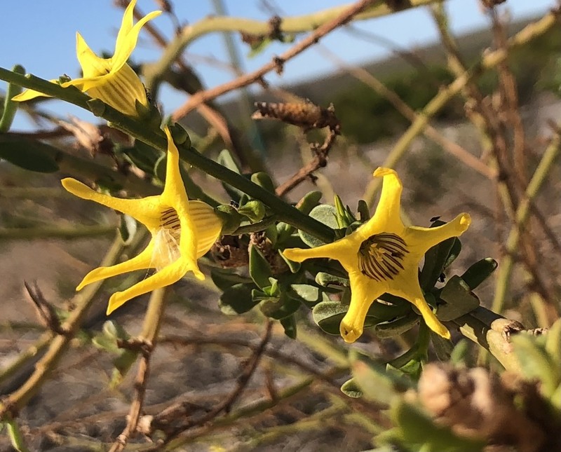 Anthocercis ilicifolia photo 4