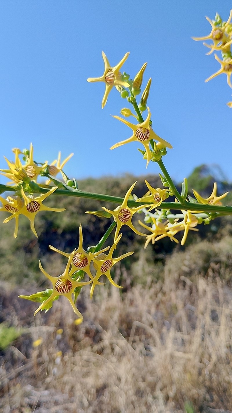 Anthocercis ilicifolia photo 6