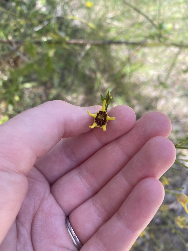 Anthocercis ilicifolia photo 8