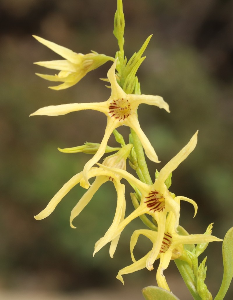 Anthocercis ilicifolia subsp. ilicifolia photo 2
