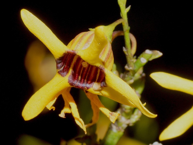Anthocercis ilicifolia subsp. ilicifolia photo 3