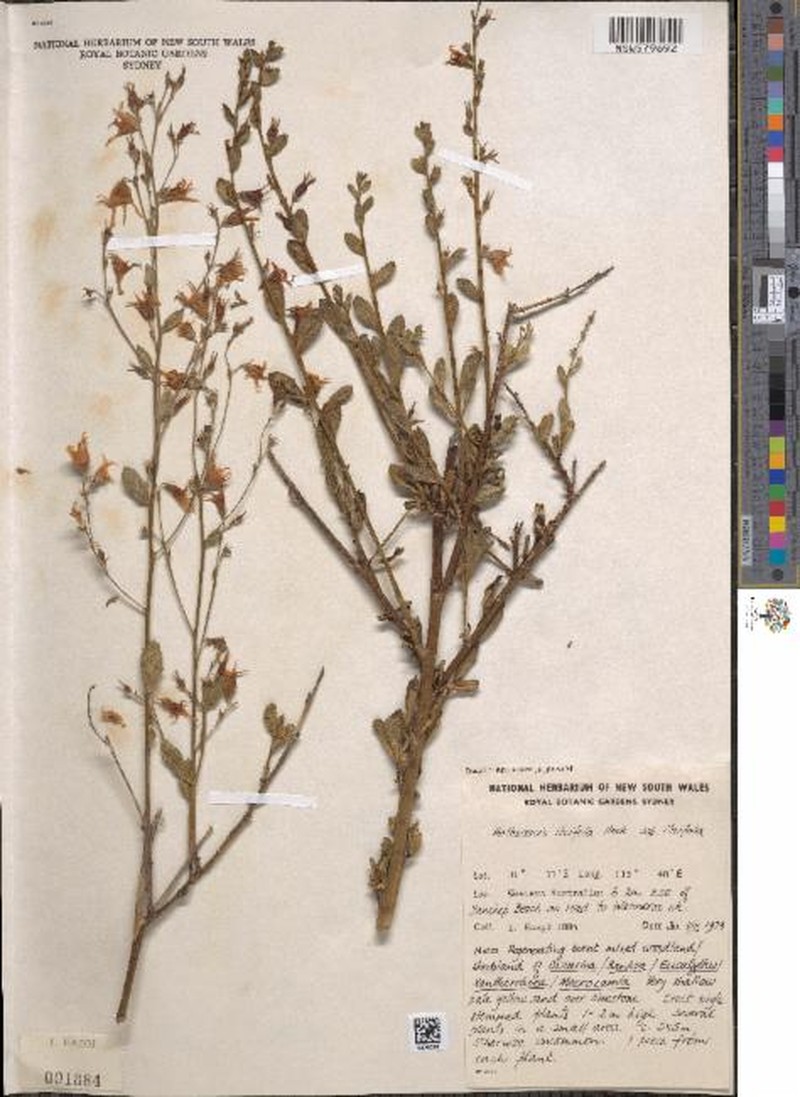 Anthocercis ilicifolia subsp. ilicifolia photo 4