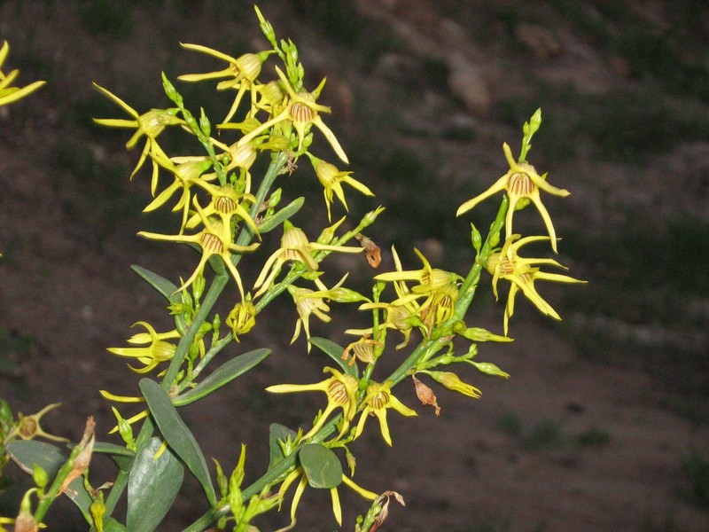 Anthocercis littorea