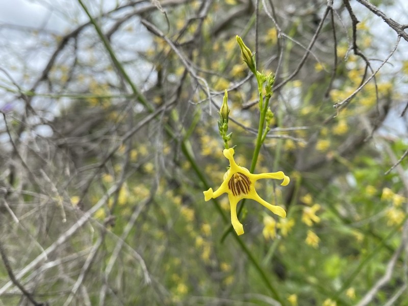 Anthocercis littorea photo 3