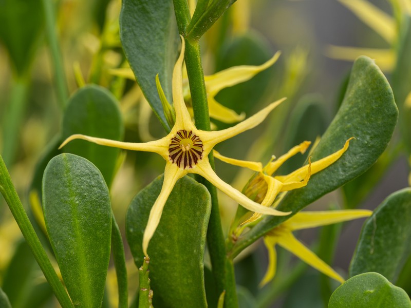 Anthocercis littorea photo 4