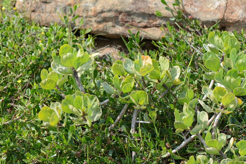 Anthocercis viscosa photo 2
