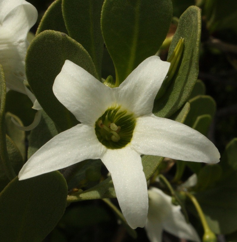 Anthocercis viscosa photo 3