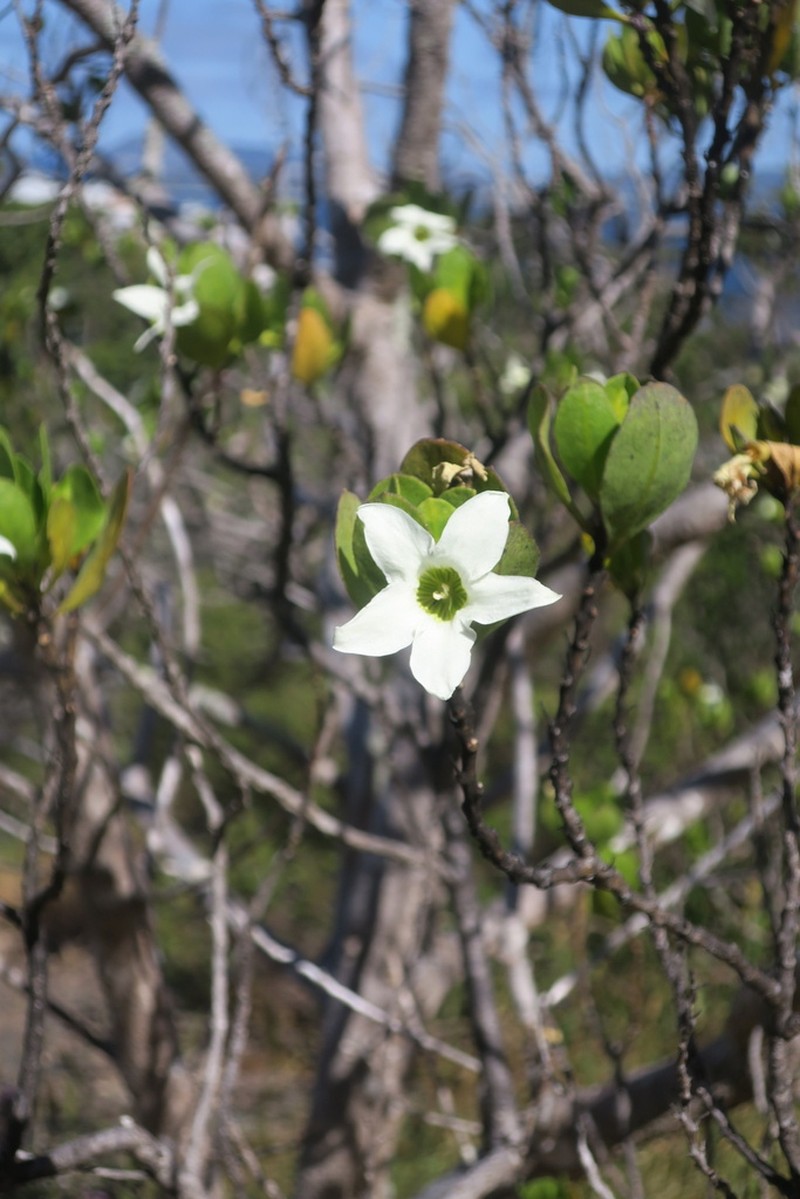 Anthocercis viscosa photo 4