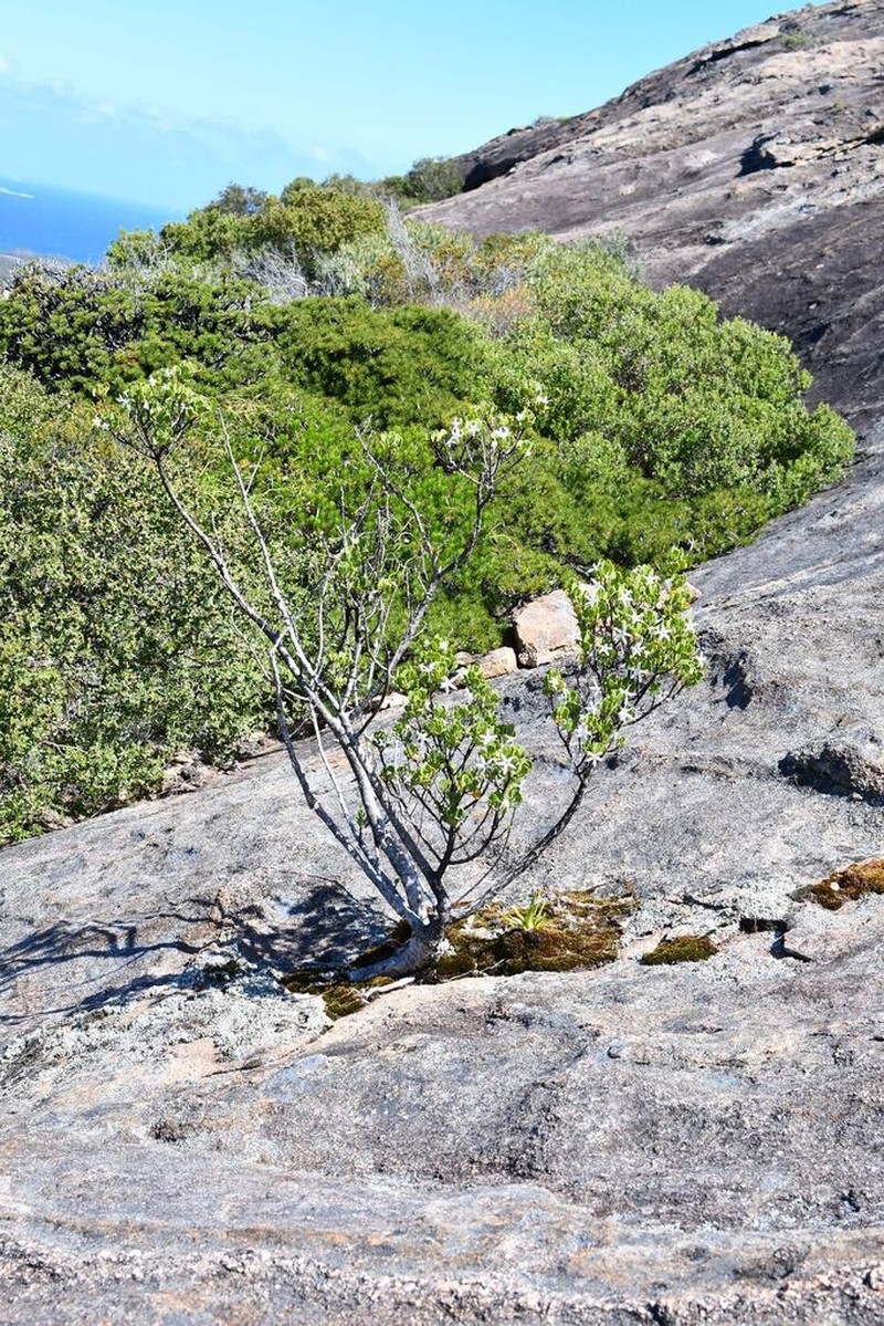Anthocercis viscosa photo 5