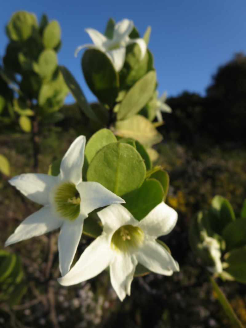 Anthocercis viscosa photo 6