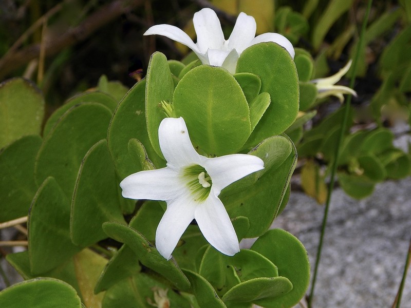 Anthocercis viscosa photo 7