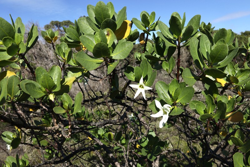 Anthocercis viscosa subsp. viscosa