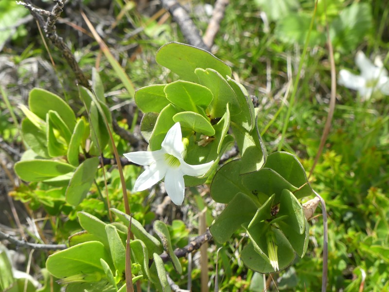 Anthocercis viscosa subsp. viscosa photo 2