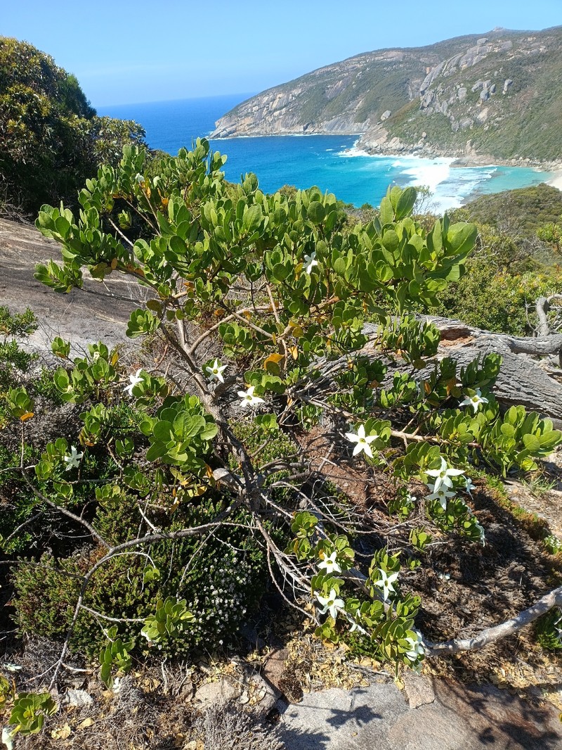 Anthocercis viscosa subsp. viscosa photo 4