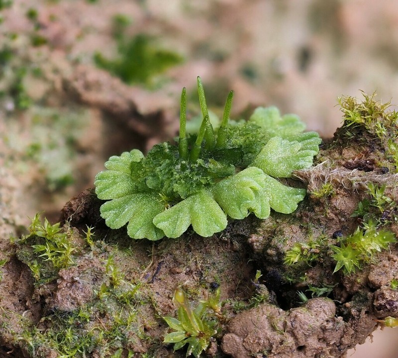Anthoceros agrestis photo 2