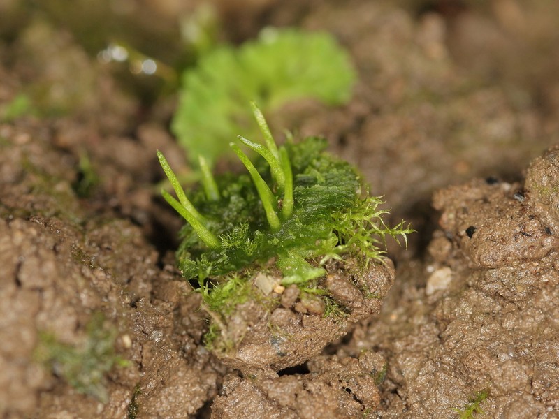 Anthoceros agrestis photo 3