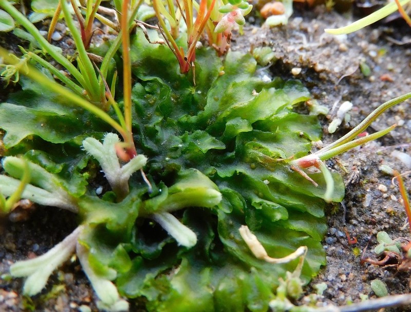 Anthoceros agrestis photo 4