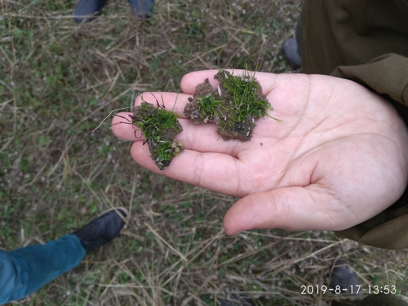 Anthoceros agrestis photo 5