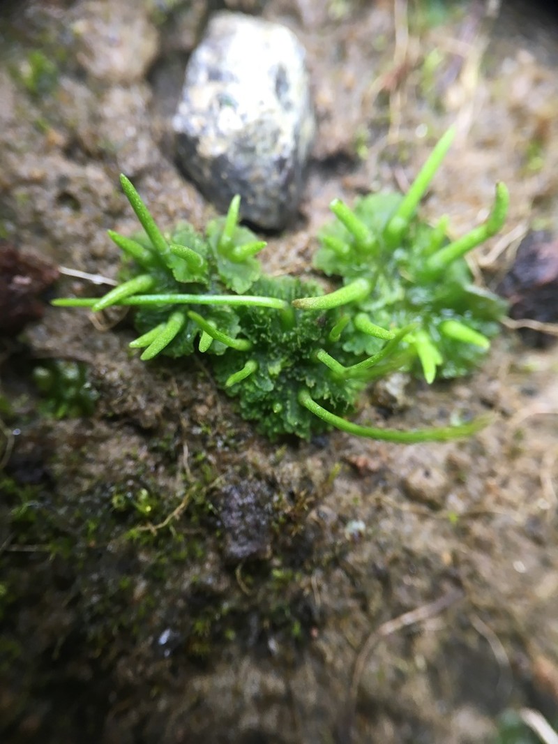 Anthoceros agrestis photo 6