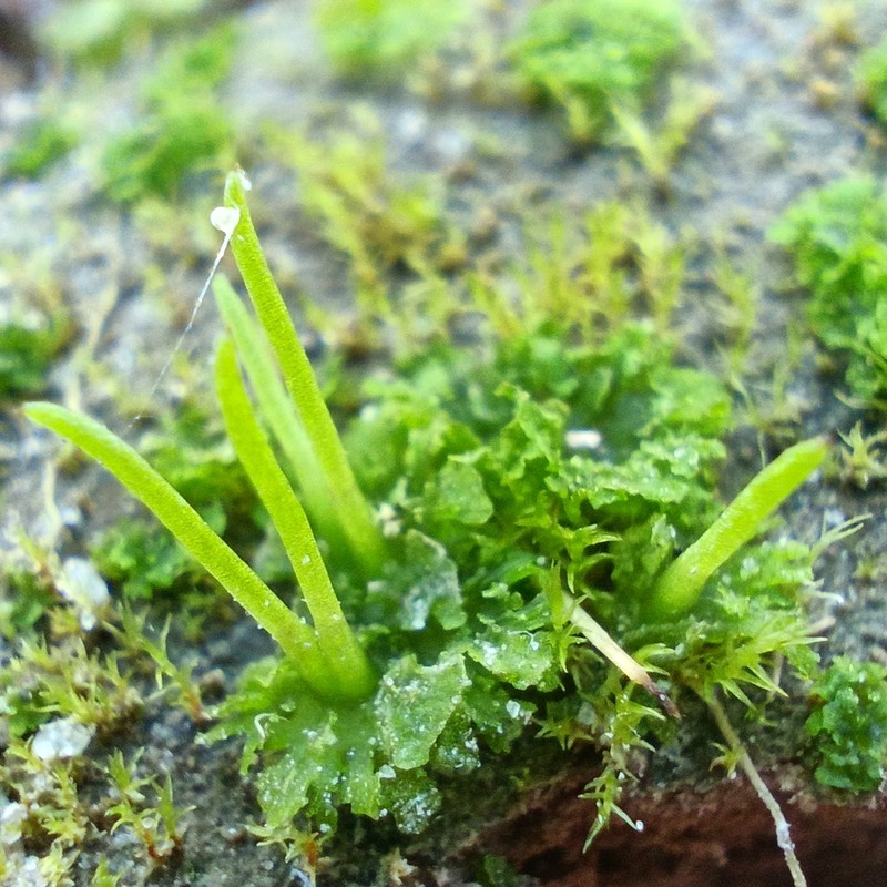 Anthoceros agrestis photo 7